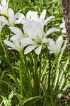 Atamasco lily